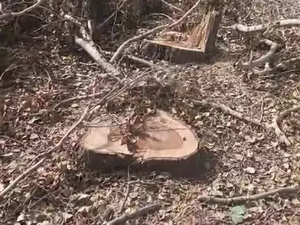 hare ped katne par koi karywahi nhi