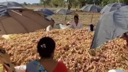 पाटोदा: अवकाळी पावसाने बीड तालुक्यातील कांदा पिकाचे मोठे नुकसान, भरपाईची शेतकऱ्यांनी मागणी केली #Jansamasya