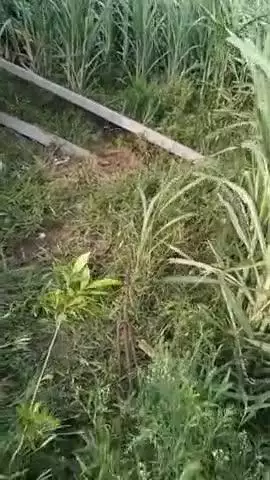 जिला बागपत बिनोली क्षेत्र से सिरसलगढ़ गांव के एक किसान के खेत में रात तूफान के कारण दो खंबे  तथा  ट्रांसफॉर्म नीचे गिरे