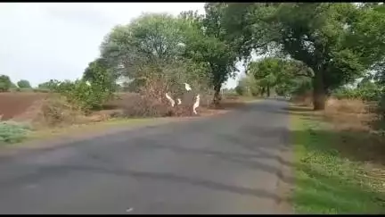 एरंडोल: गलंगी पोलीस चौकीच्यापुढे तरुणास गांजा बाळगताना पकडले,२ लाख२१ हजार२५६ रुपयाचा मुद्देमाल जप्त,चोपडा ग्रामीण पोलीसात गुन्हा