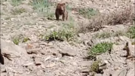 मोरंग: किन्नौर के आसरंग में दिखा भालू, ग्रामीणों के लिए खतरा, जंगल की ओर न करें सफर: जिप्र
