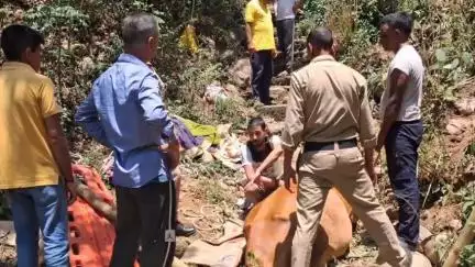 लडभड़ोल: लडभड़ोल के कतकल नाले में गिरी गाय को दमकल विभाग ने बचाया, सुरक्षित मालिक को सौंपा