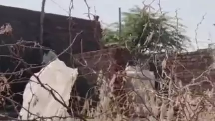 रेवदर: रेवदर के हरणी अमरापुरा ग्राम पंचायत में अवैध दुकान निर्माण रोकने के लिए विकास अधिकारी को सौंपा ज्ञापन
