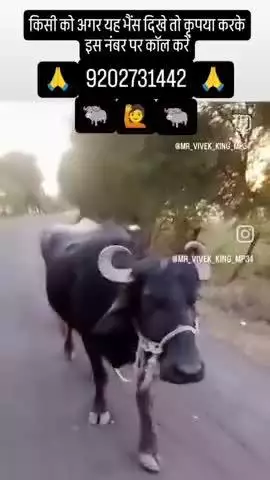 विवेक पटेल की भैंसिया हीरा गई
