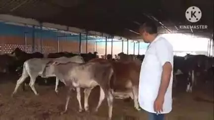 भिवानी: भिवानी में गर्मी के कारण पशुपालकों को हो रही है भारी परेशानी दुधारू पशुओं के उत्पादन में आई कमी हो रहेहैं बीमार #jansamasya