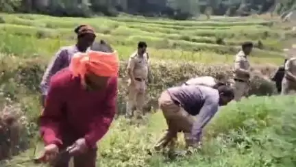 लोहाघाट:एसपी चंपावत के निर्देश पर पुलिस ने सीमांत क्षेत्रों में भांग की खेती को किया नष्ट।