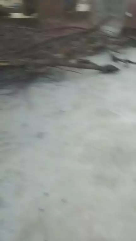 इगलास रोड सासनी मे एक घर मे खड़ा पेड़ पडोसी के घर मे गिरा पडोसी बाल बाल बचे