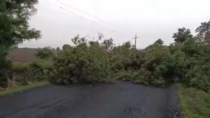 જેસર: દેપલા ગામ નજીક ભારે પવનના કારણે મહાકાય વ્રુક્ષ ધરાશાયી થયું થોડો સમય માટે રસ્તો બંધ થયો