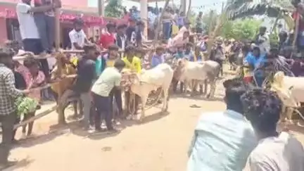 அணைக்கட்டு: கோவிந்த ரெட்டி பாளையத்தில் வெகு விமர்சையாக நடைபெற்ற எருது விடும் திருவிழா - வாடிவாசல் வழியாக சீறிப்பாய்ந்து ஓடிய காளைகள்