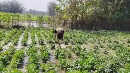 ফালাকাটা: শারীরিক প্রতিবন্ধকতা উপেক্ষা করে মানবসেবায় নিয়োজিত ফালাকাটার ধনীরামপুরের হরিমোহন রায়