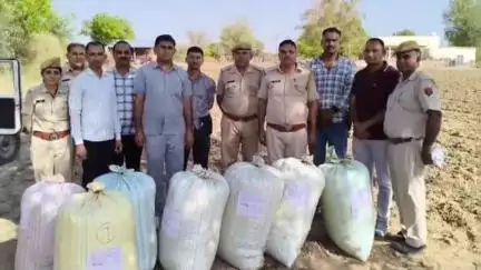 फलौदी: ऑपरेशन 'भौकाल' के तहत लोहावट थाना क्षेत्र में पुलिस ने की बड़ी कार्रवाई, भारी मात्रा में अवैध डोडा पोस्त बरामद