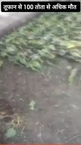 तूफान से तोतों अधिक मौत 😭