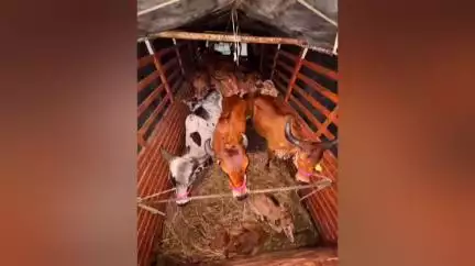 पातुर: पातुर येथील बजरंगी सेनेच्या वतीने 12 गोवंशांना दिलं जीवनदान..