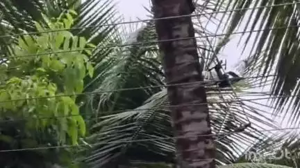 താമരശ്ശേരി: കോരങ്ങാട് തെങ്ങിൽ കയറുന്നതിനിടെ അതിഥി തൊഴിലാളി ഷോക്കേറ്റ് റോഡിലേക്ക് തെറിച്ച് വീണു, സാരമായി പരിക്കേറ്റു