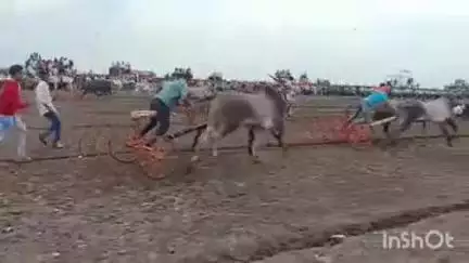 निफाड: पिंपळगाव बसवंत येथे बैलगाडा शर्यत पाहण्यासाठी नागरिकांची गर्दी, बुलढाणा येथील अर्जुन ग्रुपचा बैलगाडा ठरला हिंदकेसरी