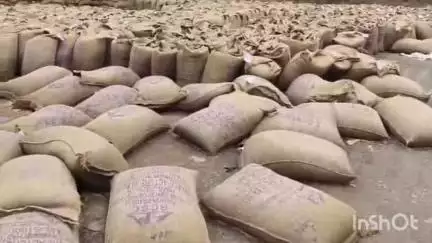 गुनौर: सलेहा एवं पटना तमोली उपार्जन केंद्रों में मूसलाधार बारिश से फिर भीगा गेहूं