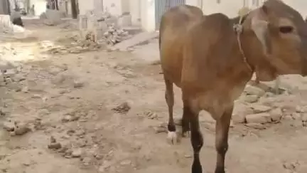सिरसा: #जनसमस्य वार्ड न 15 के लोग आवारा पशुओं व बंद पड़े गली निर्माण कार्य से परेशान,प्रशासन से व्यवस्था सुधारने की लगाई गुहार