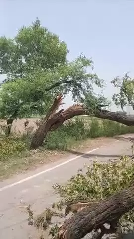 dattyana road pe 3 dino se gira hua he ye sisam ka ped koi karavahi nhe hui abhe gramid presan hue