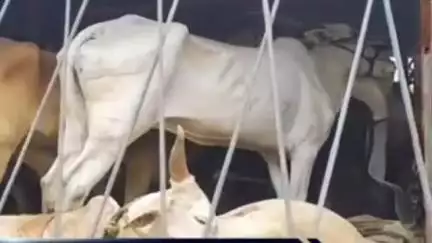 मुक्ताईनगर: कोथळी येथे गोवंश वाहतूक करणारे आयसर ट्रक पकडला, १८ लाख १५ हजाराचा मुद्देमाल जप्त; मुक्ताईनगर पोलिसात गुन्हा दाखल