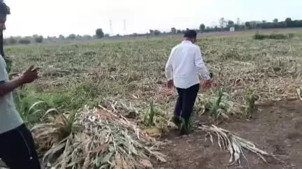चांदूर बाजार: जनसमस्येची दखल घेऊन वरला आष्टगाव शिवारातील, नुकसानग्रस्त पिकाची, अनुसूचित जमाती मोर्चाचे अध्यक्ष पवार यांनी केली पाहणी