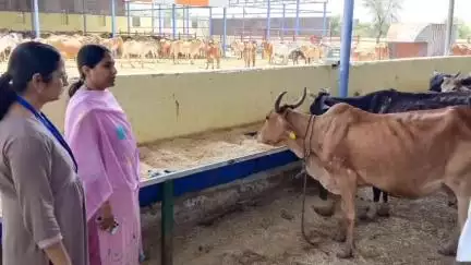 सावर: तहसीलदार ने कादेड़ा रोड़ पर संचालित बढ़ते कदम गौशाला संस्थान का निरीक्षण कर व्यवस्थाओं का लिया जायजा