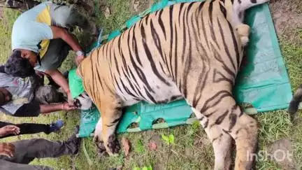 नागभिर: तळोधी परिसरात हल्ला करणाऱ्या वाघाला वनविभागाने केले जेरबंद