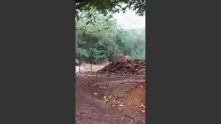 खण्डार: खंडार बाजौलीं में भालू का 15 दिनों से आबादी क्षेत्र में मूवमेंट, ग्रामीणों में दहशत का माहौल