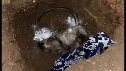 तिरोडा: केसलवाडा येथे छ. शंभुसेने च्या कार्यकर्त्यांकडून करण्यात आला मृत माकडाचा अंतिम संस्कार