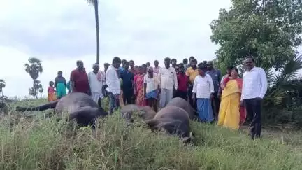 రామన్న‌పేట: శోభనాద్రిపురం గ్రామంలో విద్యుత్ షాక్ తో ఐదు పాడి గేదలు మృతి