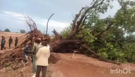 थांदला: ग्राम वट्ठा में आंधी-तूफान से पेड़ गिरा, नीचे दबने से 15 वर्षीय बालिका की मौत