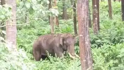 கூடலூர்: முதுமலை புலிகள் காப்பகம், உதகமண்டலம் வனக்கோட்டம் கூடலூர் வனக்கோட்டம் ஆகிய வனப்பகுதிகளில் வருடாந்திர யானைகள் கணக்கெடுப்பு பணிகள் இன்று தொடக்கம்