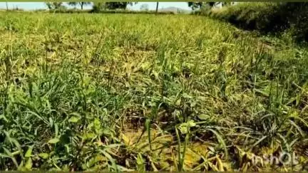 लाखनी: लाखनी तालुक्यातील जिवंत सातबारा मोहिमेला उत्स्फूर्त प्रतिसाद : ९०% काम पूर्ण