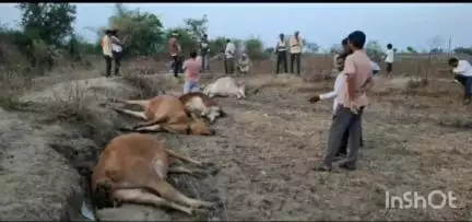 मौदा: धामणगाव शेतशिवारात विद्युत करंट लागुन 4 गायींचा मृत्यू