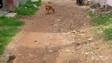 পুরুলিয়া ১: প্রশাসনের কাছে আবেদন জানিয়েও হয়নি সুরাহা,রাস্তা খারাপ ও ড্রেনের সমস্যায় ভুগছে দুলমি বিবেকানন্দ পল্লীর মানুষ#jansamasya