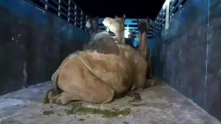 फुलेरा मु. सांभर: जोबनेर और फुलेरा थाना पुलिस ने ऊंटों की तस्करी का मामला उजागर कर ग्रामीणों की मदद से 2 लोगों को पकड़ा