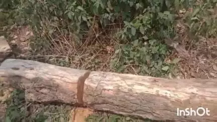जवाली: बनाड़ा -खरोटा पतन के समीप फिर कटे खैर के पेड़, वीडियो सोशल मीडिया पर हुआ वायरल