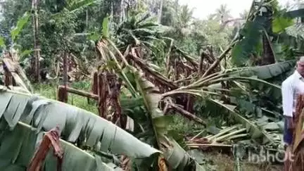 കുട്ടനാട്: വീയപുരത്ത് ശക്തമായ കാറ്റിലും മഴയിലും ഏത്തവാഴ കൃഷി നശിച്ചു