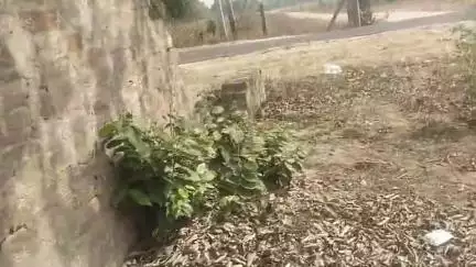 Sundar Lal snake master saamp पकड़ लिया