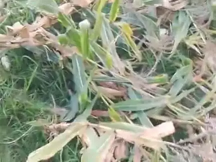 Kisan bhai ke kshatigrast



badl
kishanja kisan maga