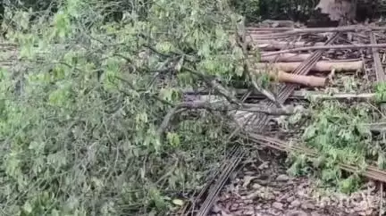 वाळवा: वाळवा गावभागातील देसाईनगर येथील घरासमोरील चंदनाच्या झाडाची अज्ञात चोरट्याकडून चोरी,