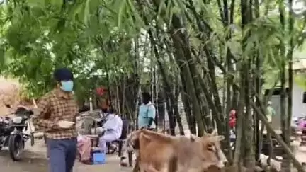 সীতাই: সিতাইয়ে আনথ্রক্স সংক্রমণ নিশ্চিত, ব্রহ্মত্তর চাত্রায় গবাদি পশুর রিং টিকাকরণ