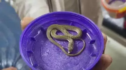 काको: पाचरुखिया गांव: सांप काटने के बाद परिजन मासूम को डब्बे में सांप के साथ लेकर पहुंचे अस्पताल