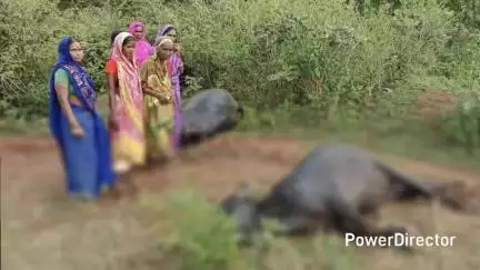 सोनारायठाढ़ी: काशीटांड़ में जर्जर तार की चपेट में आने से 2 दुधारू पशुओं की मौत, पीड़ित ने मुआवजे की गुहार लगाई