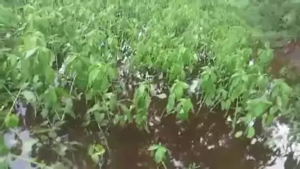 হাঁসখালি: হাঁসখালীর শান্তিনগর গ্রামের হাতিবান্ধা মৌজার মাঠ ভর্তি পাট গত ২ দিনের বৃষ্টিপাতের কারণে সিঁদুরে মেঘ দেখছেন চাষীরা