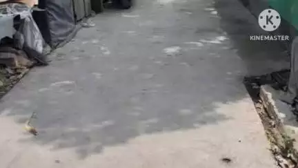 বিষ্ণুপুর ২: সাতগাছিয়া বিধানসভার বিধায়ক মোহনচন্দ্র নস্করের আর্থিক অনুদানে বারকালিকাপুর গ্রামের ঢালাই রাস্তা নির্মাণের কাজ শেষ হয়