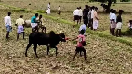 திருவாடனை: ஓரிக்கோட்டையில் மஞ்சுவிரட்டு நிகழ்ச்சி நடைபெற்றது