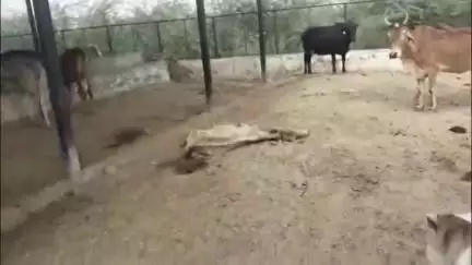 घिरोर: किरावली के सोनिगा में गोशाला में गायों की दुर्दशा का वीडियो हुआ वायरल