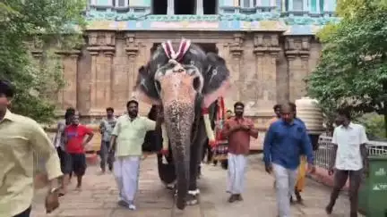 ஸ்ரீரங்கம்: திருவானைக்காவல் அகிலாண்டேஸ்வரி கோவில் யானை அகிலா பிறந்தநாள் கொண்டாட்டம்