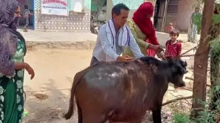 सीकरी: सीकरी क्षेत्र में आजीवीका संवर्धन कार्यक्रम के तहत लगाए गए पशु स्वास्थ्य कैंप