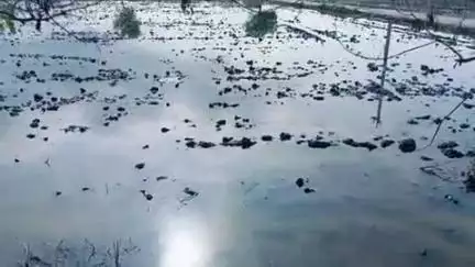 नारनौंद में रात्रि को आया तेज़ तुफान। व वर्षा से अनेकों पेड़ उखड़े व बिजली के खम्भे उखड़े खेतों की बिजली गुल अअ